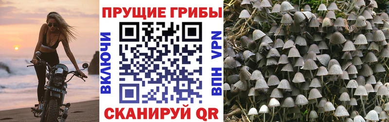 Галлюциногенные грибы мицелий  Купить  Видное 